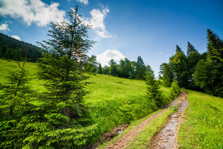 country road in the shade of green foliage of trees on a sunny day against a blue sky with cloudsの写真素材