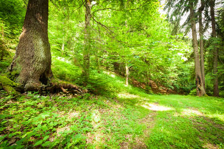 A footpath along a dirt road cut through a dense deciduous forest with trees baring their roots in the area of the Carpathian Mountains above Kamyanka Mountain, Synevir pass. Ukraine.の写真素材