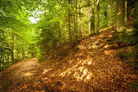 A footpath along a dirt road cut through a dense deciduous forest with trees baring their roots in the area of the Carpathian Mountains above Kamyanka Mountain, Synevir pass. Ukraine.の写真素材