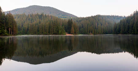 Beautiful nature and a wonderful landscape with lush green forests and vegetation around the pearl of the Carpathians - Lake Synevyr. Carpathians in Ukraine. Mystical fog over the great firs.の写真素材