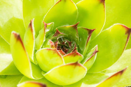Echeveria succulent plants in flower pots growing in Tenerife,Canary Islands,Spain.Selective focus.の写真素材