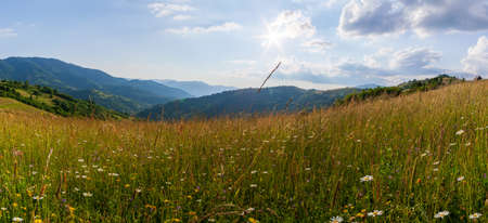 Wonderful panoramic view field of wild flowers by summertime. Area of the Carpathian Mountains above Kamyanka Mountain, Synevir pass. Ukraine.の写真素材