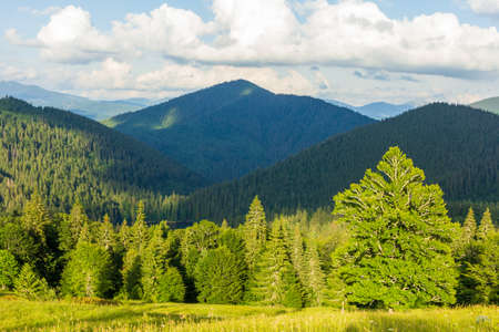 Beautiful nature and wonderful landscape with lush green forests and vegetation in the Synevyr valley of the Carpathian mountains in Ukraine. Fresh green meadows and blooming wildflowers.の写真素材