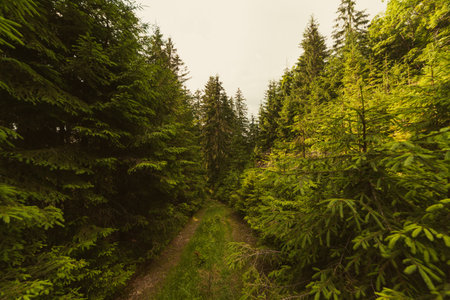 A footpath along a dirt road cut through a dense deciduous forest with trees baring their roots in the area of the Carpathian Mountains above Kamyanka Mountain, Synevir pass. Ukraine.の写真素材