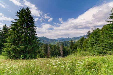 Wonderful panoramic view field of wild flowers by summertime. Area of the Carpathian Mountains above Kamyanka Mountain, Synevir pass. Ukraine.の写真素材