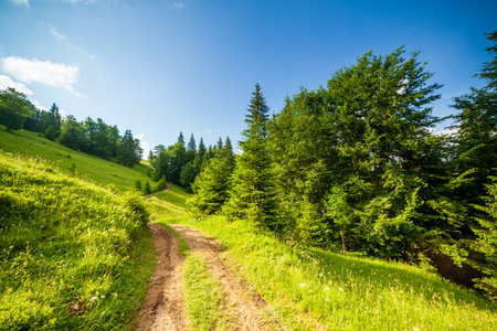 country road in the shade of green foliage of trees on a sunny day against a blue sky with cloudsの写真素材