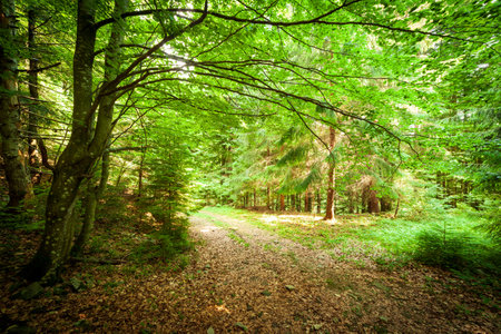 A footpath along a dirt road cut through a dense deciduous forest with trees baring their roots in the area of the Carpathian Mountains above Kamyanka Mountain, Synevir pass. Ukraine.の写真素材