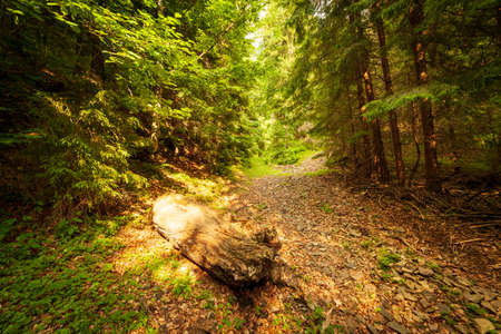 Beautiful panoramic view of a rotten log lying on a forest road. Ukraine, Carpathians, Kamenka, Synevyr pass.の写真素材