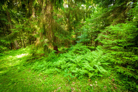 small ground road through a wer green fir tree forestの写真素材