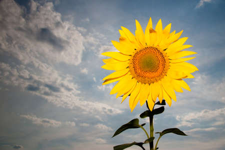 Sunflower close up. Blooming sunflower. Natural background. There is a place for text. Lots of free space. Background. Banner. Postcard.の写真素材