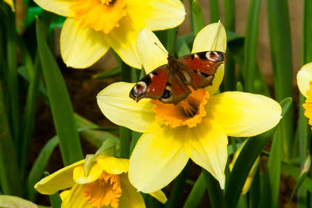 Flowers blooming in woodland close to the village. Close-up of flowers.の写真素材