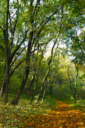 Lush green and old forests in Kharkiv National Park with high biodiversity, Ukraine.の写真素材