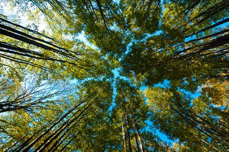 Low angle view of trees with warm sunshine in forest. Ukraine, National parkの写真素材