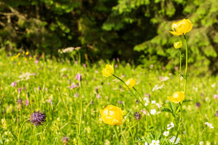 Beautiful nature and wonderful landscape with lush green forests and vegetation in the Synevyr valley of the Carpathian mountains in Ukraine. Fresh green meadows and blooming wildflowers.の写真素材