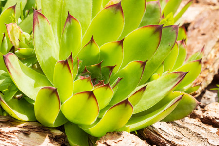 Echeveria succulent plants in flower pots growing in Tenerife,Canary Islands,Spain.Selective focus.の写真素材