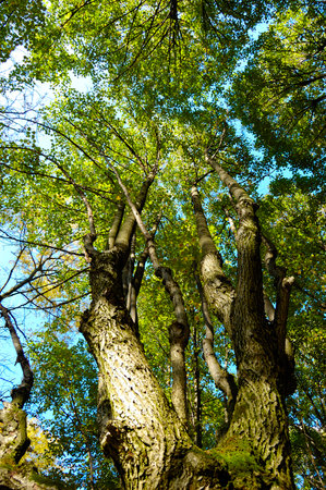 Low angle view of trees with warm sunshine in forest. Ukraine, National parkの写真素材