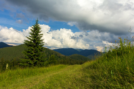 Beautiful nature and wonderful landscape with lush green forests and vegetation in the Synevyr valley of the Carpathian mountains in Ukraine. Fresh green meadows and blooming wildflowers.の写真素材