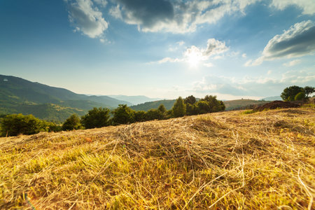 Wonderful panoramic view field of wild flowers by summertime. Area of the Carpathian Mountains above Kamyanka Mountain, Synevir pass. Ukraine.の写真素材