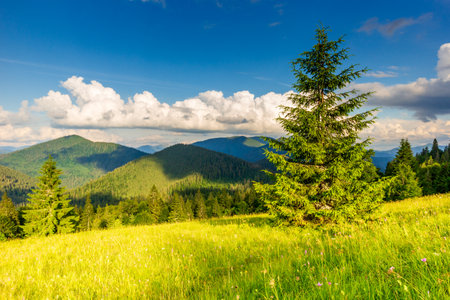 Beautiful nature and wonderful landscape with lush green forests and vegetation in the Synevyr valley of the Carpathian mountains in Ukraine. Fresh green meadows and blooming wildflowers.の写真素材