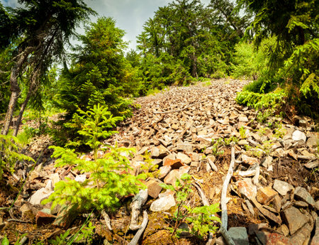 small ground road through a wer green fir tree forestの写真素材