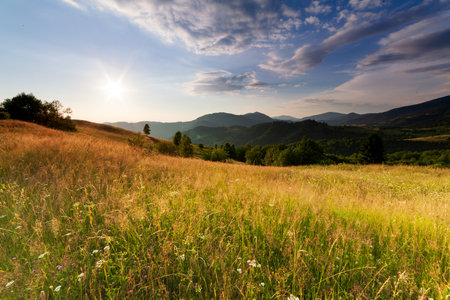 Wonderful panoramic view field of wild flowers by summertime. Area of the Carpathian Mountains above Kamyanka Mountain, Synevir pass. Ukraine.の写真素材