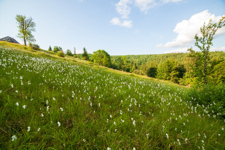 Beautiful nature and wonderful landscape with lush green forests and vegetation in the Synevyr valley of the Carpathian mountains in Ukraine. Fresh green meadows and blooming wildflowers.の写真素材