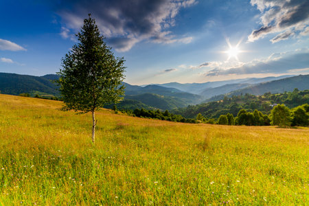 Wonderful panoramic view field of wild flowers by summertime. Area of the Carpathian Mountains above Kamyanka Mountain, Synevir pass. Ukraine.の写真素材