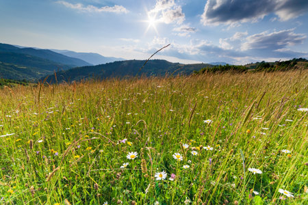 Wonderful panoramic view field of wild flowers by summertime. Area of the Carpathian Mountains above Kamyanka Mountain, Synevir pass. Ukraine.の写真素材