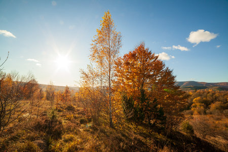 Autumn woodland path with beautiful colours. Carpathian mountains range. Ukraine.の写真素材