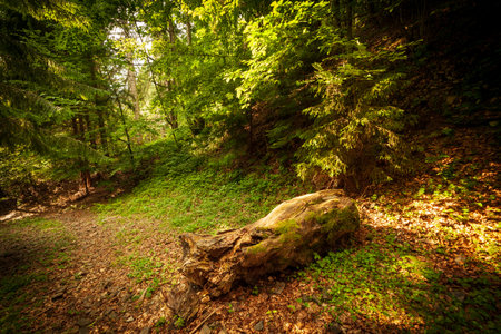 A footpath along a dirt road cut through a dense deciduous forest with trees baring their roots in the area of the Carpathian Mountains above Kamyanka Mountain, Synevir pass. Ukraine.の写真素材