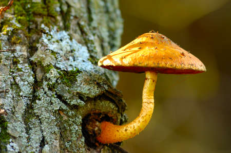 Mushrooms grow in the forest under the trees. Autumn season concept. Ukraine, Sharovkaの写真素材