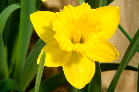 Flowers blooming in woodland close to the village. Close-up of flowers.の写真素材