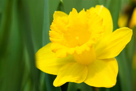 Flowers blooming in woodland close to the village. Close-up of flowers.の写真素材