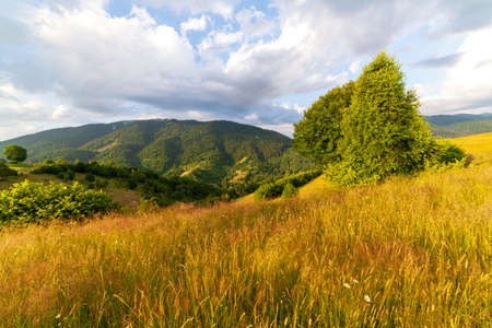 Wonderful panoramic view field of wild flowers by summertime. Area of the Carpathian Mountains above Kamyanka Mountain, Synevir pass. Ukraine.の写真素材