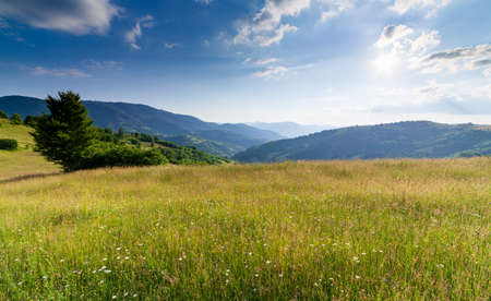 Wonderful panoramic view field of wild flowers by summertime. Area of the Carpathian Mountains above Kamyanka Mountain, Synevir pass. Ukraine.の写真素材