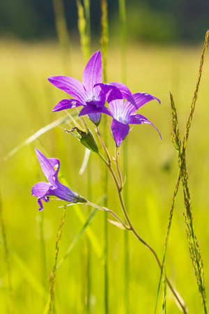 Bellflower. Delicate purple flowers in the forestの写真素材