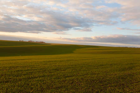 Wheat field with blue skies, clouds. Nature Landscape. Rural Scenery in Ukraine. Rich harvest Concept.の写真素材