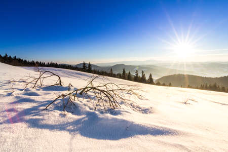 Mountain Winter Landscape. Spruce Tree Forest Covered by Snow in Winter Landscapeの写真素材
