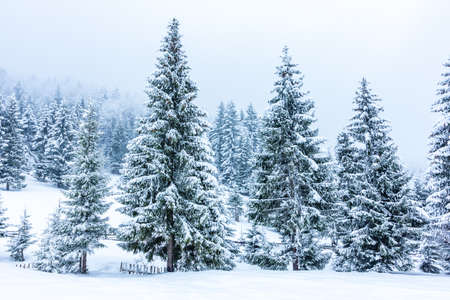 Beautiful winter landscape with snow covered trees. Winter mountains.の写真素材
