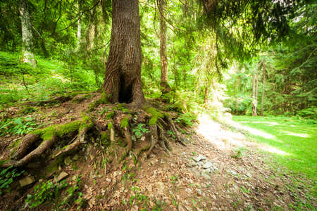 A footpath along a dirt road cut through a dense deciduous forest with trees baring their roots in...
