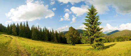 Beautiful nature and wonderful landscape with lush green forests and vegetation in the Synevyr valley of the Carpathian mountains in Ukraine. Fresh green meadows and blooming wildflowers.の写真素材