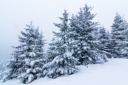 Beautiful winter landscape with snow covered trees. Winter mountains.の写真素材