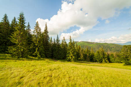 Beautiful nature and wonderful landscape with lush green forests and vegetation in the Synevyr valley of the Carpathian mountains in Ukraine. Fresh green meadows and blooming wildflowers.の写真素材