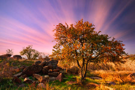 Wonderful autumn landscape with silhouettes of trees and yellow grass.の写真素材