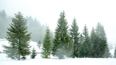 Beautiful winter landscape with snow covered trees. Winter mountains.の写真素材