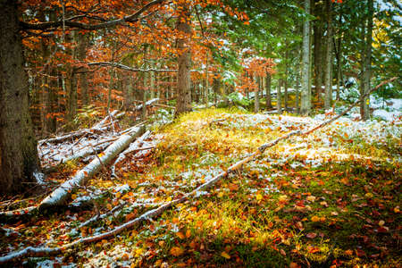Beautiful autumn trees with yellow leaves illuminated by the sun.の写真素材