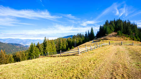 tree on hillside on autumn mountains. beautiful bright landscape with hazy mountain ridge in a distanceの写真素材