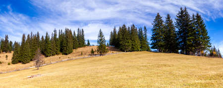 Lonely tree and autumn color grass in Carpathians and mountain range,の写真素材