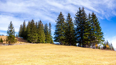 Lonely tree and autumn color grass in Carpathians and mountain range,の写真素材