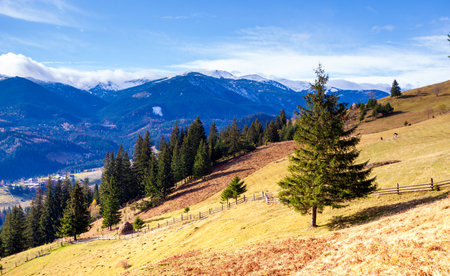 Lonely tree and autumn color grass in Carpathians and mountain range,の写真素材